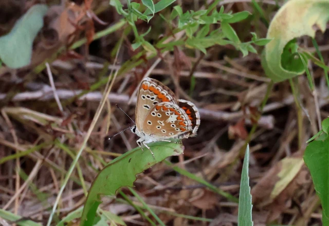 Aricia agestis - szerecsenboglárka