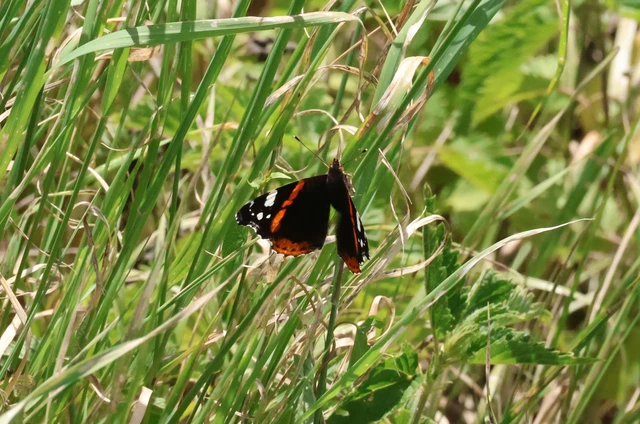 Vanessa atalanta - atalantalepke
