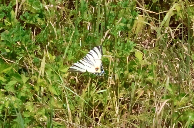 Iphiclides podalirius - kardoslepke
