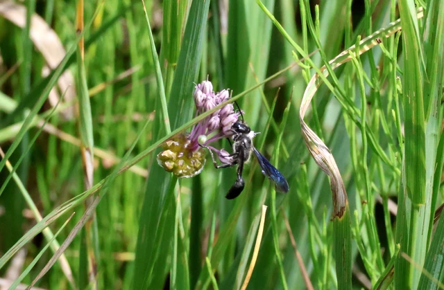 Isodontia mexicana - mexikói fűdarázs