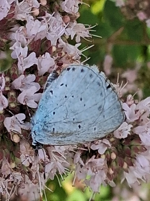 Celastrina argiolus - bengeboglárka