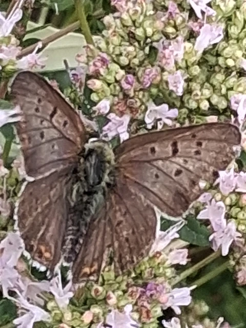 Lycaena tityrus - barna tűzlepke