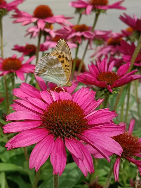 Argynnis paphia - nagy gyöngyházlepke