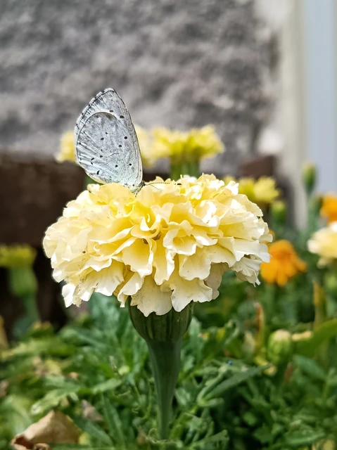 Celastrina argiolus - bengeboglárka