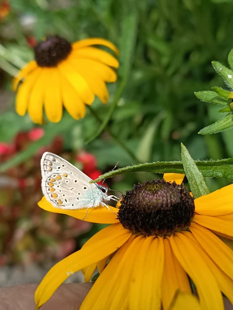 Polyommatus icarus - közönséges boglárka