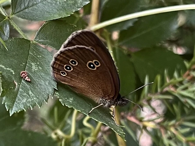 Aphantopus hyperanthus - közönséges ökörszemlepke
