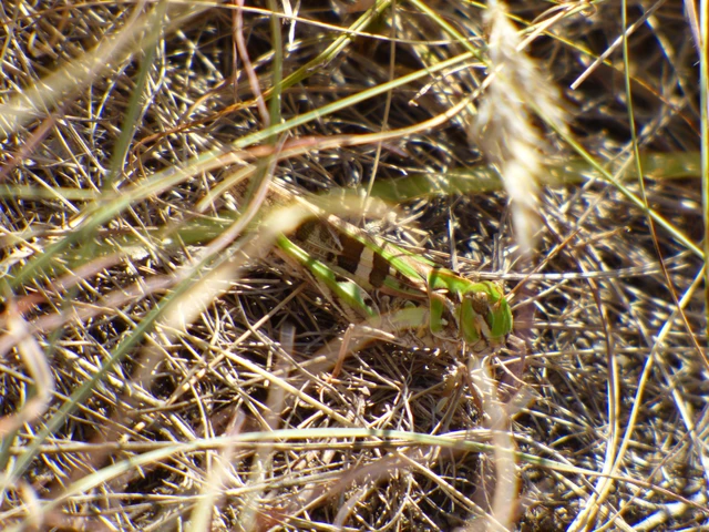 Oedaleus decorus - szalagos sáska Oedaleus decorus - szalagos sáska