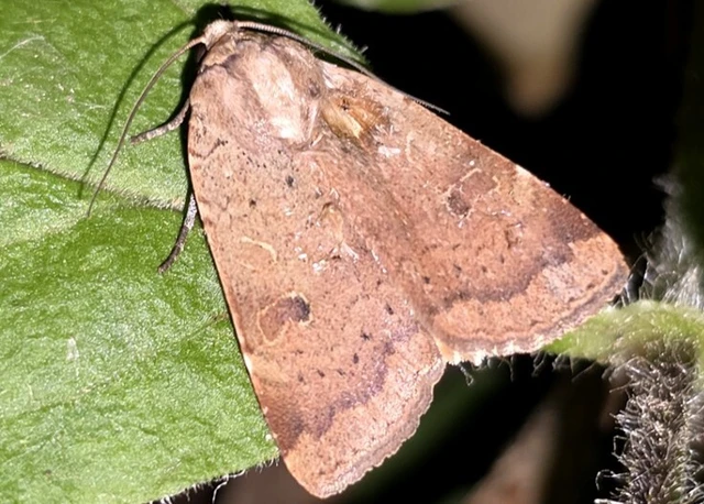Noctua comes - kis sárgafűbagoly