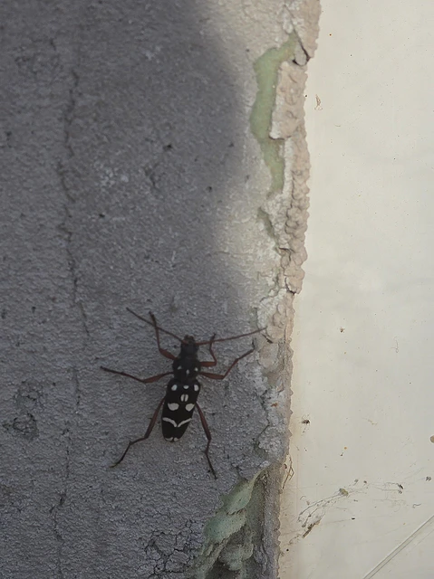 Isotomus speciosus - nyírfa-darázscincér
