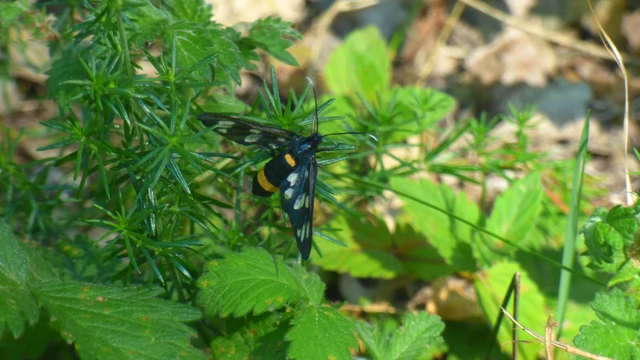 Amata phegea - fehérpettyes álcsüngőlepke
