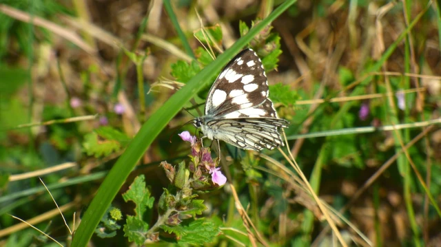 Melanargia galathea - sakktáblalepke