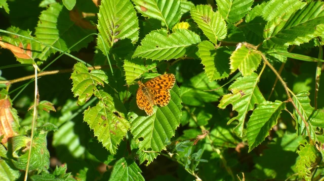 Boloria dia - kis gyöngyházlepke