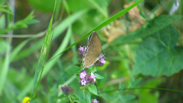 Aphantopus hyperanthus - közönséges ökörszemlepke