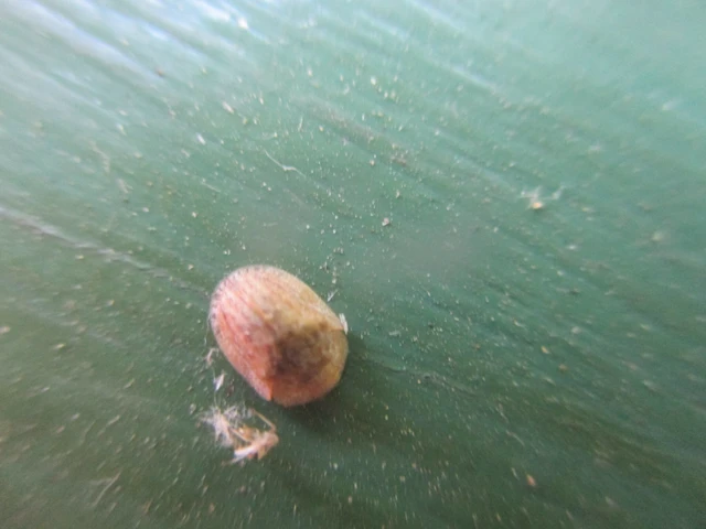 Hypocassida subferruginea - közönséges bordáspajzsbogár