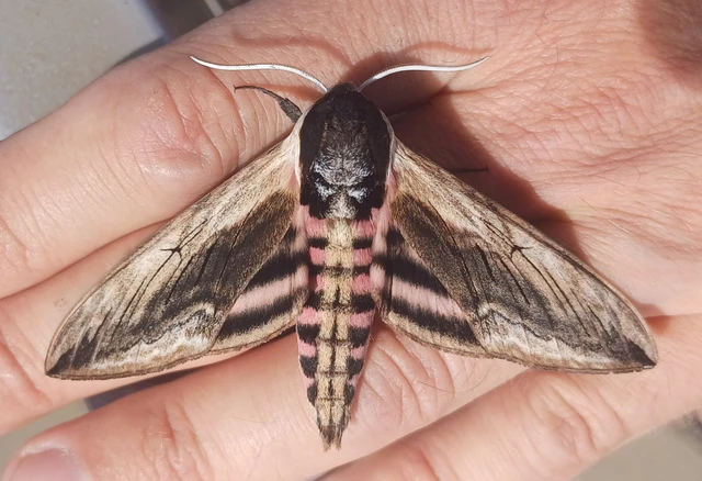 Sphinx ligustri - fagyalszender