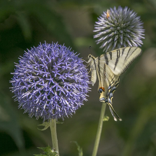 Iphiclides podalirius - kardoslepke