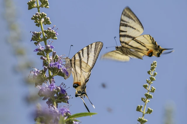 Iphiclides podalirius - kardoslepke