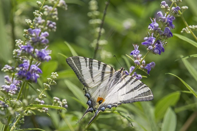 Iphiclides podalirius - kardoslepke