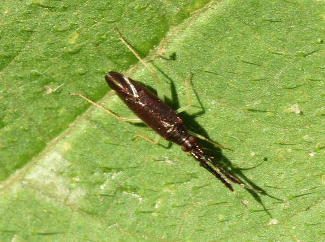 Heterotoma merioptera/planicornis