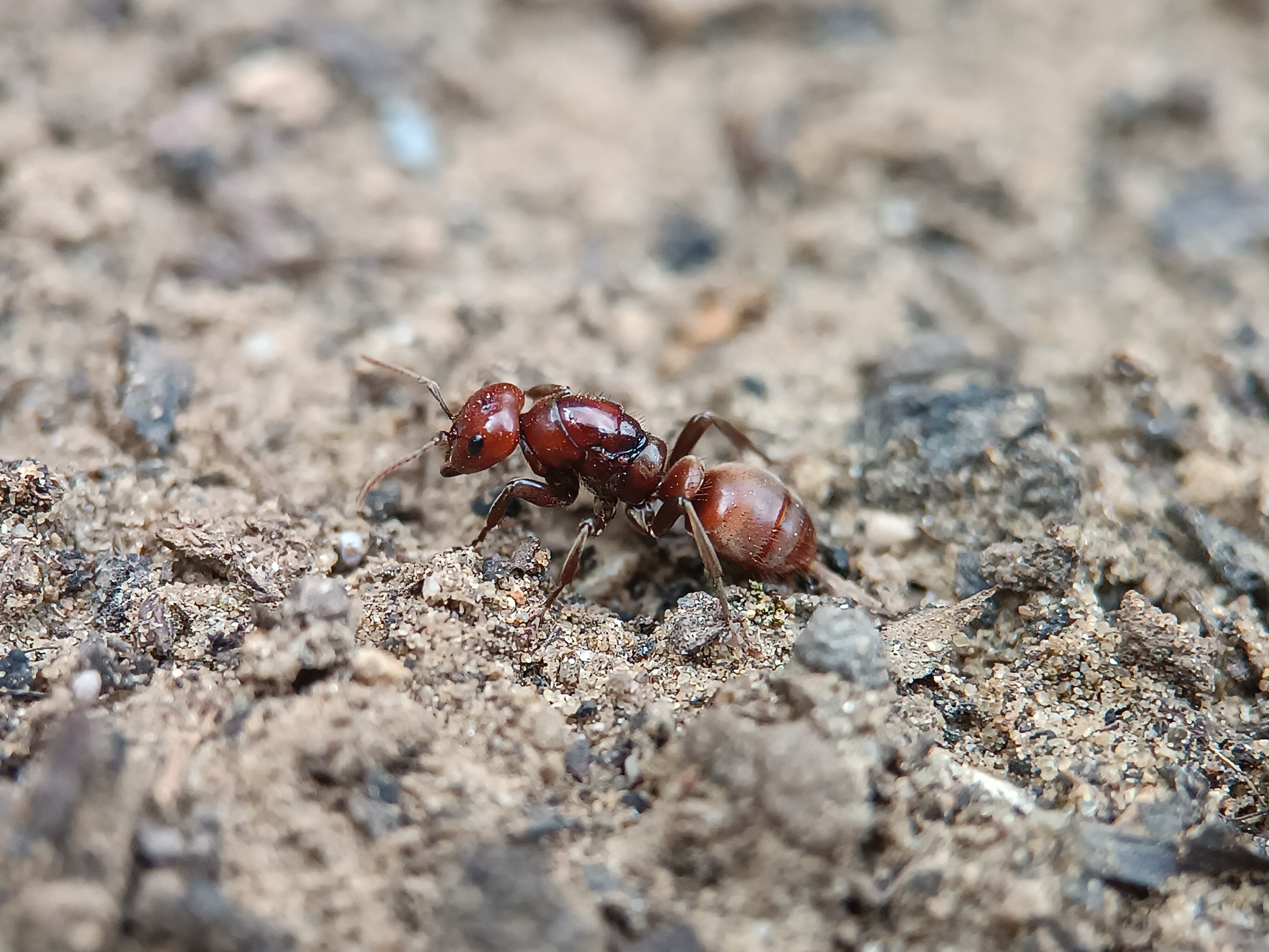 Polyergus rufescens - amazonhangya