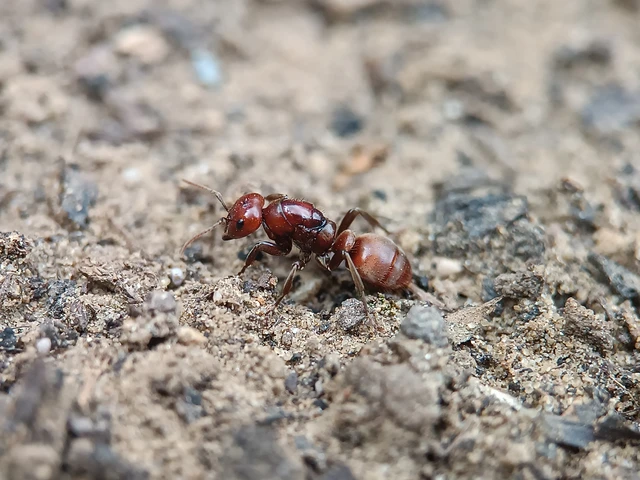Polyergus rufescens - amazonhangya