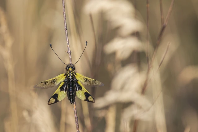 Libelloides macaronius - keleti rablópille