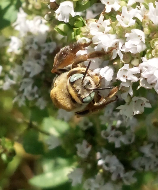 Tetralonia dentata