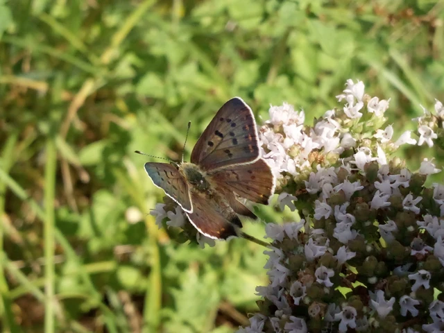 Lycaena tityrus - barna tűzlepke