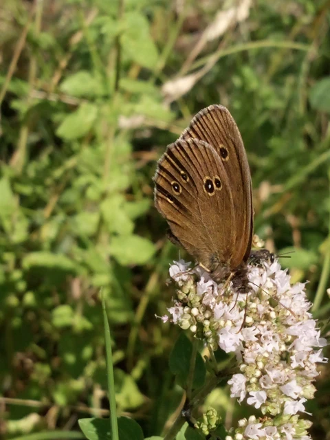 Aphantopus hyperanthus - közönséges ökörszemlepke