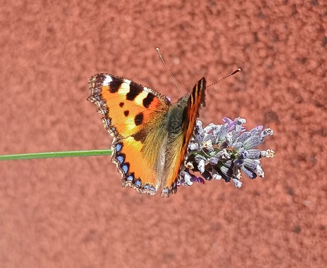 Nymphalis urticae - kis rókalepke Nymphalis urticae - kis rókalepke