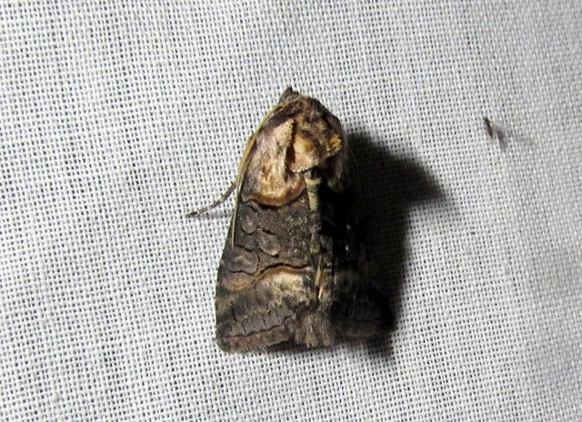 Abrostola asclepiadis - barnaövű csalánbagoly