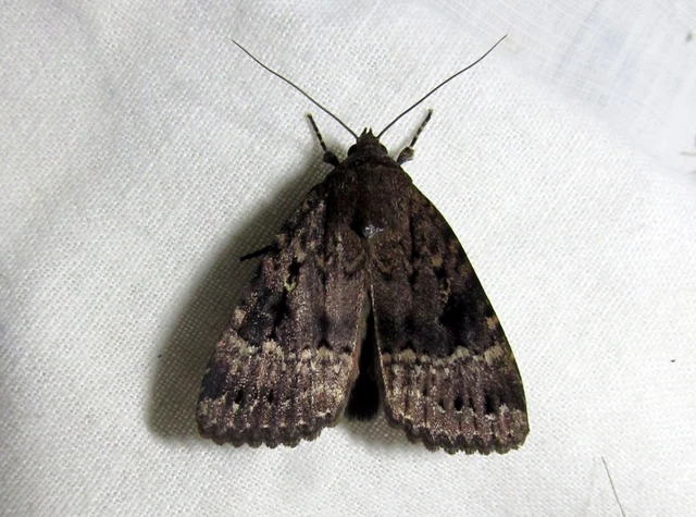 Amphipyra berbera/pyramidea