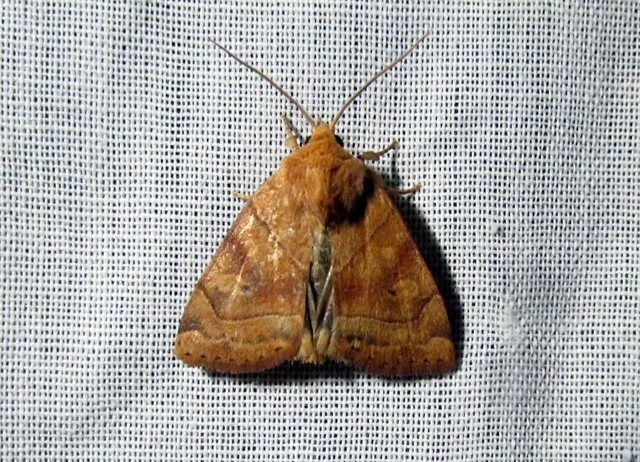 Cosmia trapezina - közönséges lombbagoly