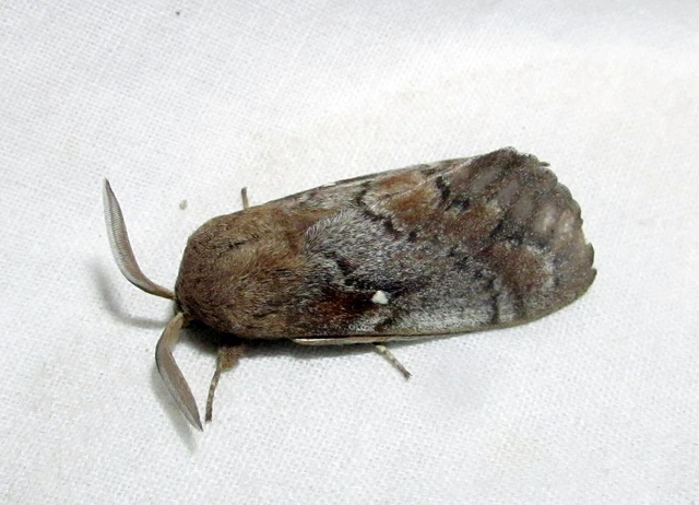 Dendrolimus pini - fenyőpohók