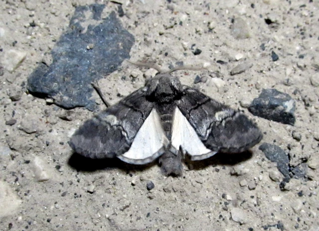 Drymonia querna - tölgyfa-púposszövő