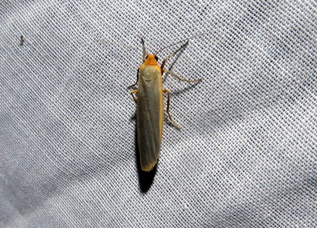 Eilema complana - közönséges zuzmószövő