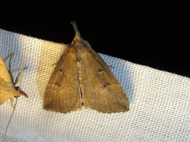Hypena rostralis - közönséges karcsúbagoly