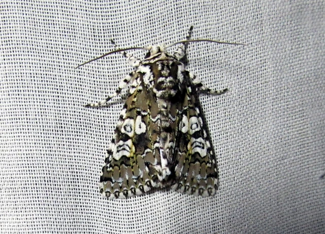 Lamprosticta culta - hármasfoltú bagoly