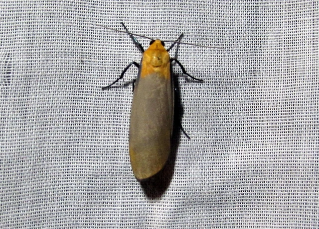 Lithosia quadra - négypettyes zuzmószövő