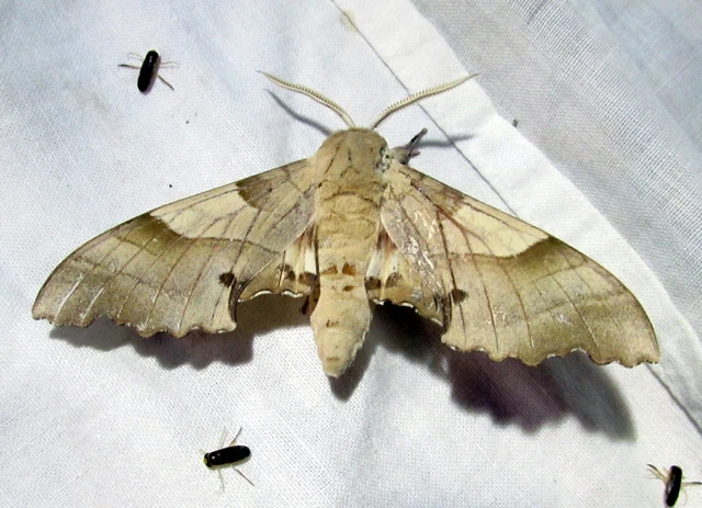 Marumba quercus - tölgyfaszender