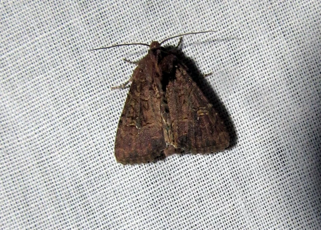 Mesapamea secalella/secalis