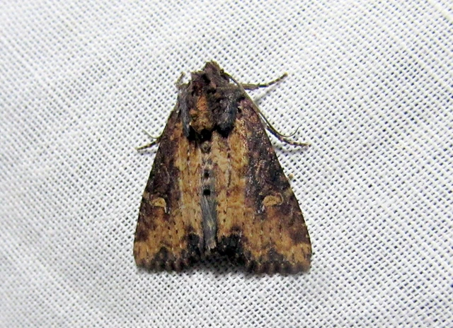 Mesapamea secalella/secalis
