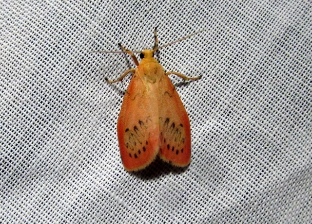 Miltochrista miniata - piros medvelepke