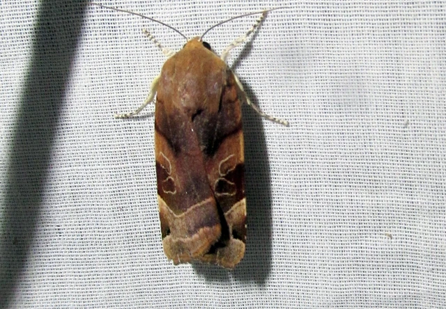Noctua fimbriata - szélessávú sárgafűbagoly
