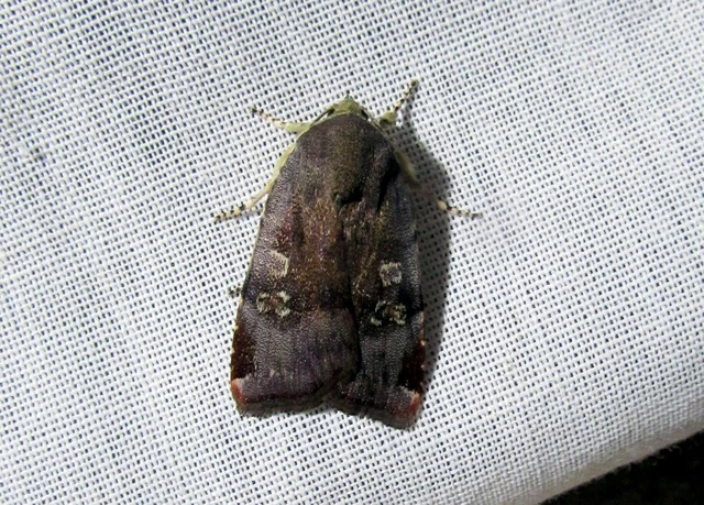Noctua janthe/janthina