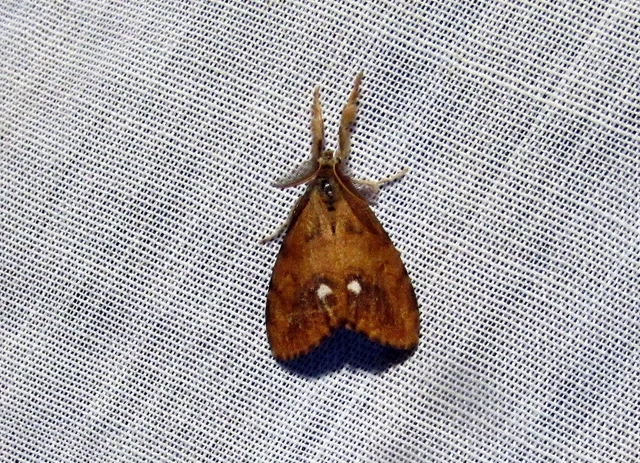 Orgyia antiqua - rozsdabarna kisszövő