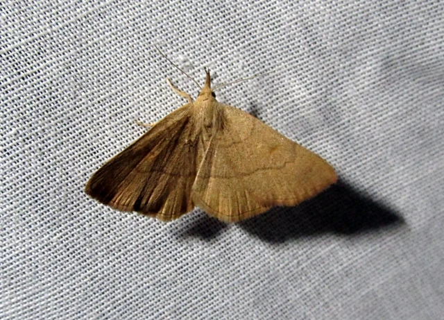 Paracolax tristalis - sárgás karcsúbagoly