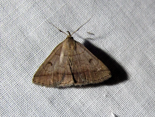 Zanclognatha lunalis - pelyheslábú karcsúbagoly