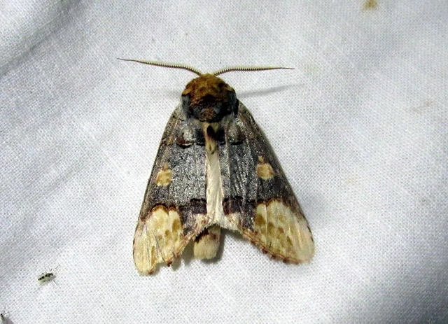 Phalera bucephaloides - magyar púposszövő