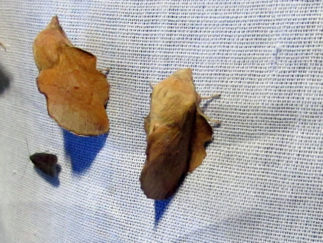 Phyllodesma tremulifolia - nyárlevélpohók